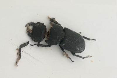 <i>Dorcus parallelipipedus</i>