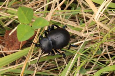 <i>Timarcha tenebricosa</i>