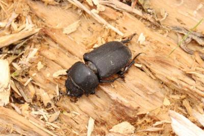 <i>Dorcus parallelipipedus</i>