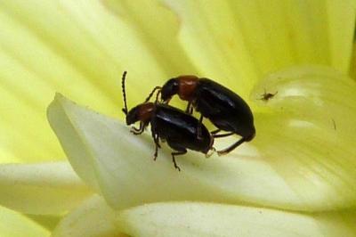 <i>Luperomorpha xanthodera</i>