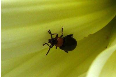 <i>Luperomorpha xanthodera</i>