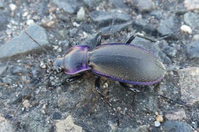 <i>Carabus violaceus</i>