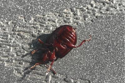 <i>Chrysolina bankii</i>
