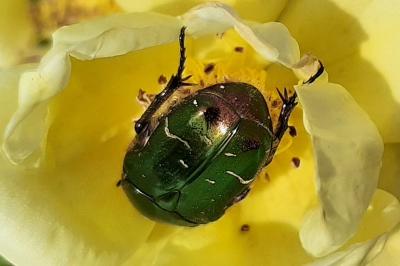 <i>Cetonia aurata</i>