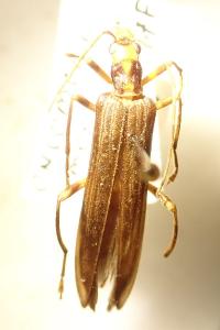 <i>Oedemera femoralis femoralis</i>