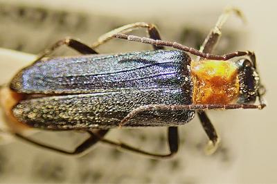 <i>Anogcodes seladonius</i>