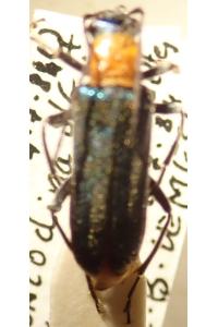 <i>Anogcodes seladonius</i>