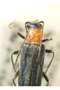 <i>Anogcodes seladonius</i>