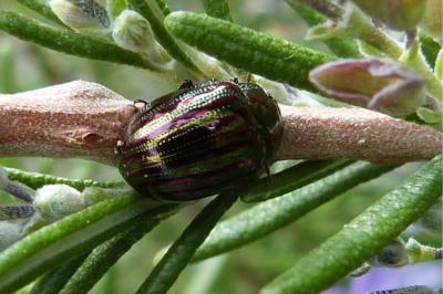 <i>Chrysolina americana</i>
