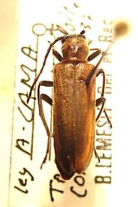 <i>Anogcodes ustulatus</i>