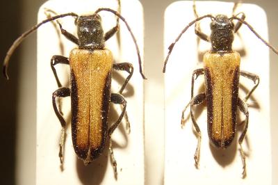 <i>Anogcodes ustulatus</i>
