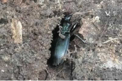 <i>Abax parallelepipedus</i>
