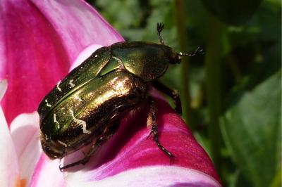 <i>Cetonia aurata</i>