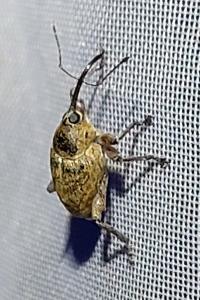 <i>Curculio</i>