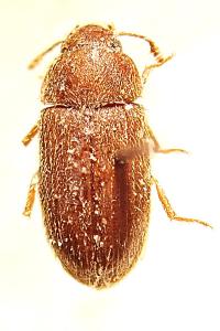 <i>Typhaea stercorea</i>