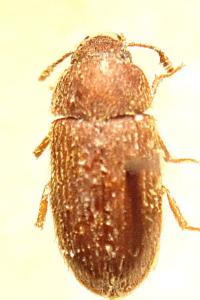 <i>Typhaea stercorea</i>
