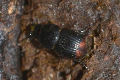 <i>Otophorus haemorrhoidalis</i>