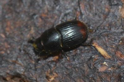 <i>Otophorus haemorrhoidalis</i>
