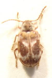 <i>Ptinomorphus imperialis</i>