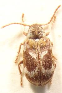 <i>Ptinomorphus imperialis</i>