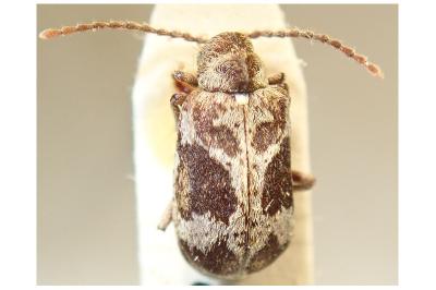 <i>Ptinomorphus imperialis</i>