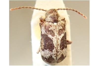 <i>Ptinomorphus imperialis</i>