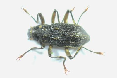 <i>Macronychus quadrituberculatus</i>