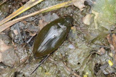 <i>Hydrophilus piceus</i>