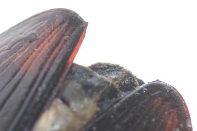 <i>Hydrophilus piceus</i>