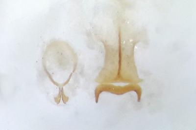 <i>Contacyphon laevipennis</i>