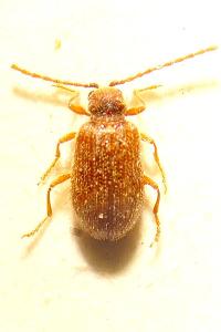 <i>Ptinus dubius</i>