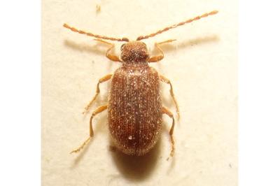 <i>Ptinus dubius</i>