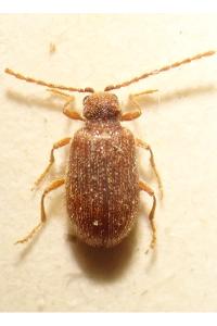 <i>Ptinus dubius</i>
