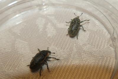 <i>Larinus carlinae</i>