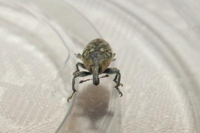<i>Larinus carlinae</i>