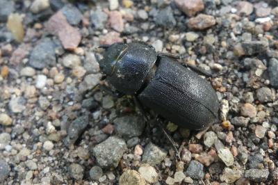 <i>Dorcus parallelipipedus</i>