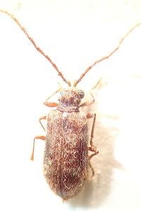 <i>Ptinus palliatus</i>