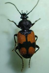 <i>Panagaeus cruxmajor</i>