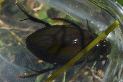 <i>Hydrophilus piceus</i>