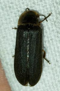 <i>Lampyris noctiluca</i>