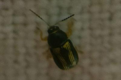 <i>Cryptocephalus vittatus</i>