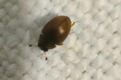<i>Cryptopleurum subtile</i>