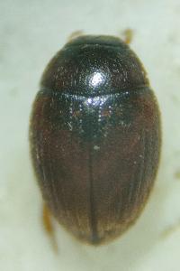 <i>Cryptopleurum subtile</i>