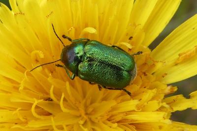 <i>Cryptocephalus</i>