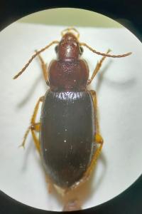<i>Ophonus puncticeps</i>