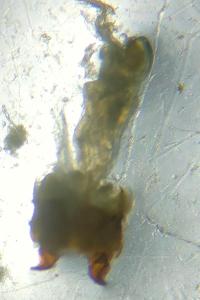 <i>Ophonus puncticeps</i>