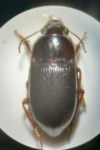 <i>Amara consularis</i>