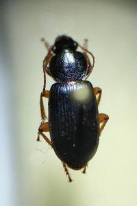 <i>Ophonus ardosiacus</i>