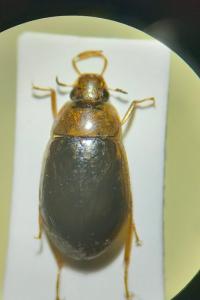 <i>Helochares lividus</i>