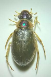 <i>Berosus affinis</i>